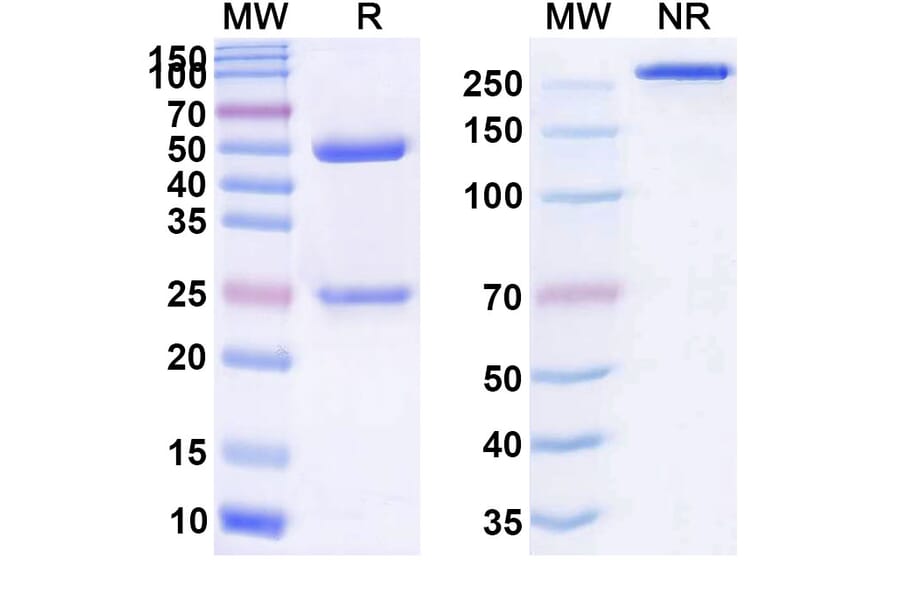 SDS-PAGE - Oregovomab Biosimilar - Anti-MUC16 Antibody - BSA and Azide free (A338787) - Antibodies.com