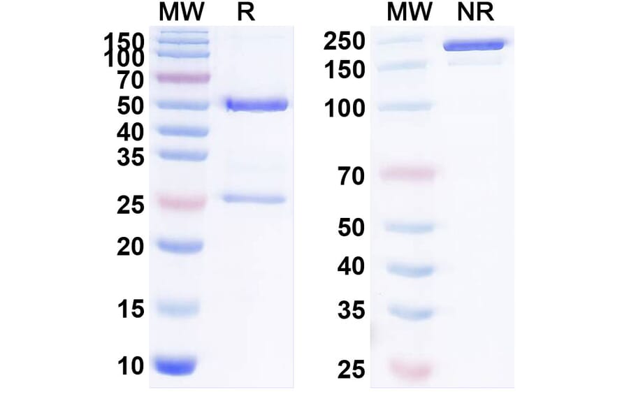 SDS-PAGE - Sofituzumab Biosimilar - Anti-MUC16 Antibody - BSA and Azide free (A338788) - Antibodies.com