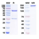SDS-PAGE - Sofituzumab Biosimilar - Anti-MUC16 Antibody - BSA and Azide free (A338788) - Antibodies.com
