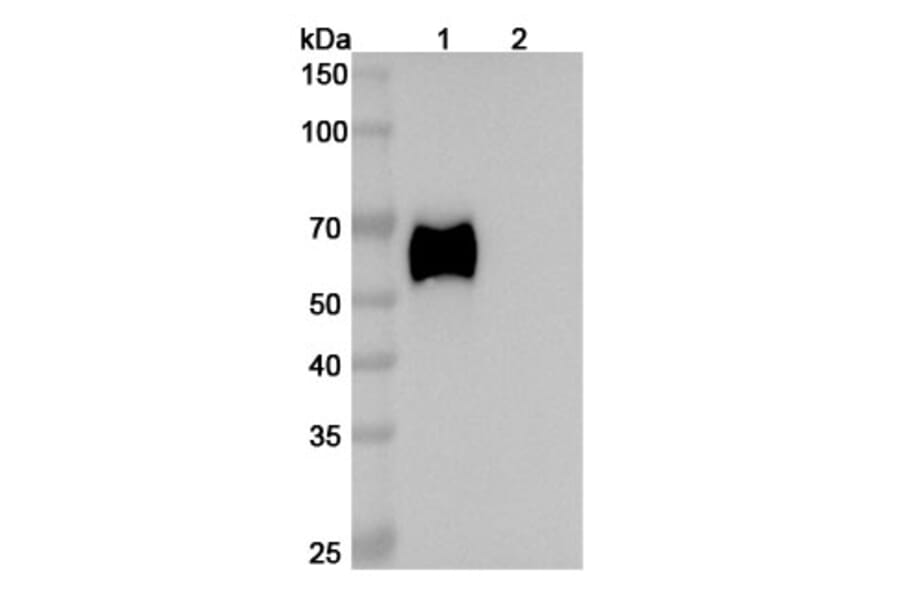 SDS-PAGE - Enoticumab Biosimilar - Anti-DLL4 Antibody - BSA and Azide free (A338790) - Antibodies.com