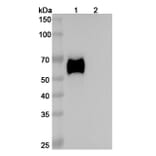 SDS-PAGE - Enoticumab Biosimilar - Anti-DLL4 Antibody - BSA and Azide free (A338790) - Antibodies.com