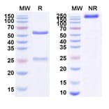 SDS-PAGE - Enoticumab Biosimilar - Anti-DLL4 Antibody - BSA and Azide free (A338790) - Antibodies.com