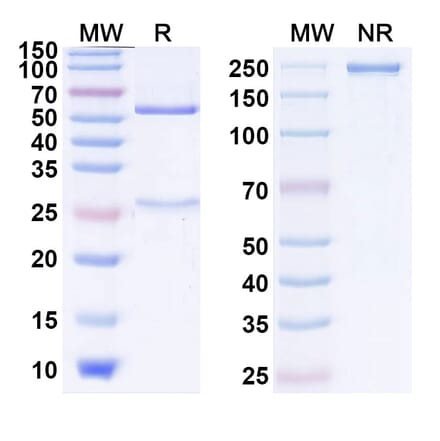SDS-PAGE - Farletuzumab Biosimilar - Anti-FOLR1 Antibody - BSA and Azide free (A338793) - Antibodies.com