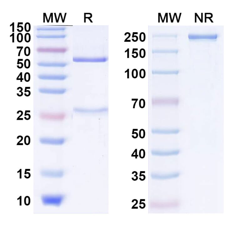 SDS-PAGE - Farletuzumab Biosimilar - Anti-FOLR1 Antibody - BSA and Azide free (A338793) - Antibodies.com