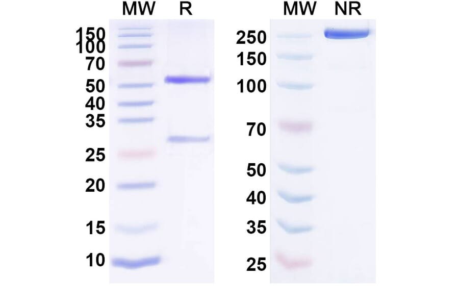 SDS-PAGE - Maslimomab Biosimilar - Anti-TCR alpha Antibody - BSA and Azide free (A338795) - Antibodies.com