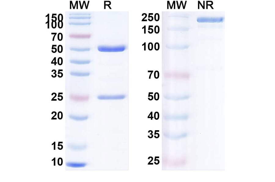 SDS-PAGE - Indusatumab Biosimilar - Anti-GUCY2C Antibody - BSA and Azide free (A338796) - Antibodies.com