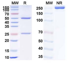 SDS-PAGE - Rozanolixizumab Biosimilar - Anti-FcRn Antibody - BSA and Azide free (A338798) - Antibodies.com