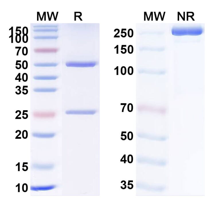 SDS-PAGE - Rozanolixizumab Biosimilar - Anti-FcRn Antibody - BSA and Azide free (A338798) - Antibodies.com