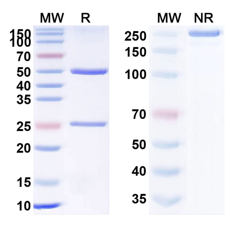 SDS-PAGE - Setrusumab Biosimilar - Anti-Sclerostin Antibody - BSA and Azide free (A338802) - Antibodies.com