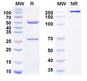 SDS-PAGE - Volagidemab Biosimilar - Anti-GCGR Antibody - BSA and Azide free (A338803) - Antibodies.com