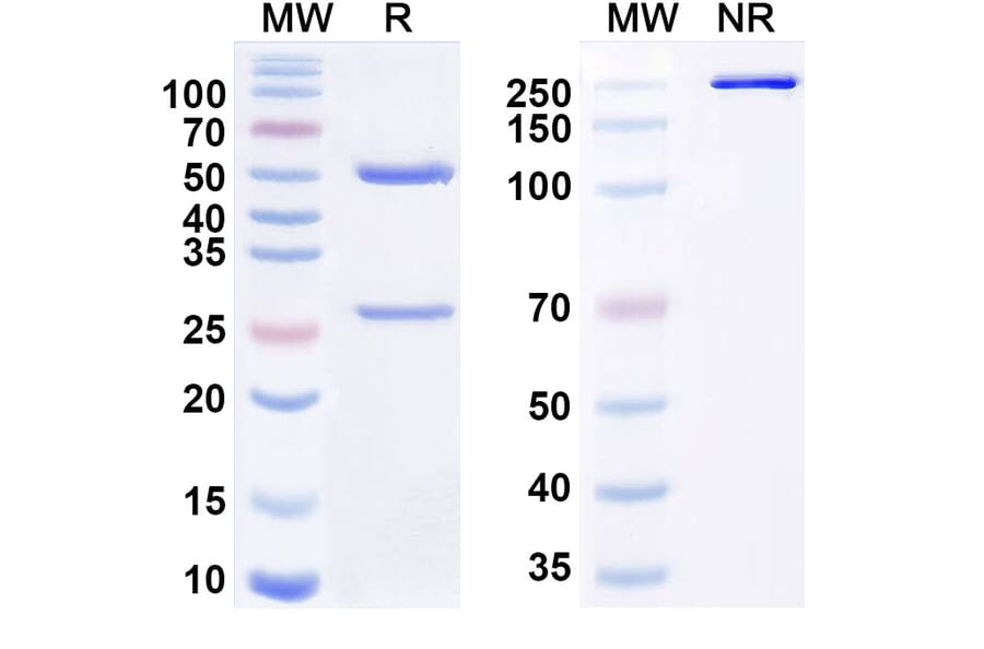 SDS-PAGE - Volagidemab Biosimilar - Anti-GCGR Antibody - BSA and Azide free (A338803) - Antibodies.com