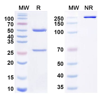 SDS-PAGE - Volagidemab Biosimilar - Anti-GCGR Antibody - BSA and Azide free (A338803) - Antibodies.com