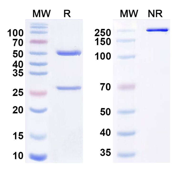SDS-PAGE - Volagidemab Biosimilar - Anti-GCGR Antibody - BSA and Azide free (A338803) - Antibodies.com