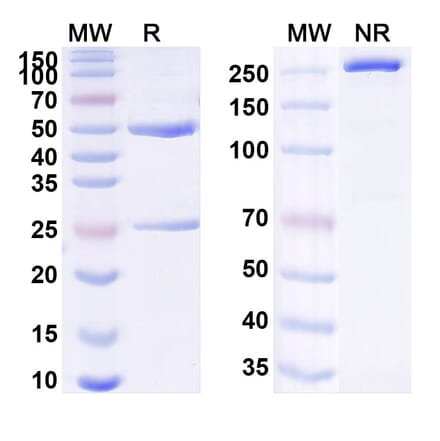 SDS-PAGE - Crotedumab Biosimilar - Anti-GCGR Antibody - BSA and Azide free (A338804) - Antibodies.com