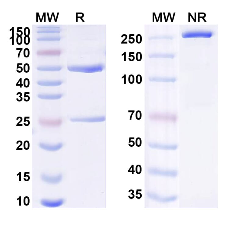 SDS-PAGE - Crotedumab Biosimilar - Anti-GCGR Antibody - BSA and Azide free (A338804) - Antibodies.com