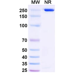 SDS-PAGE - Anetumab Biosimilar - Anti-Mesothelin Antibody - BSA and Azide free (A338805) - Antibodies.com