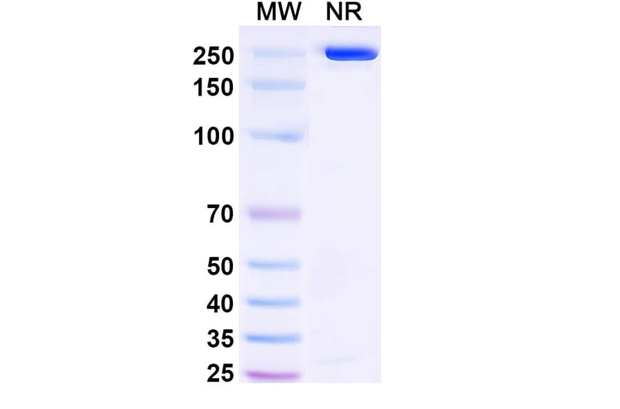 SDS-PAGE - Anetumab Biosimilar - Anti-Mesothelin Antibody - BSA and Azide free (A338805) - Antibodies.com