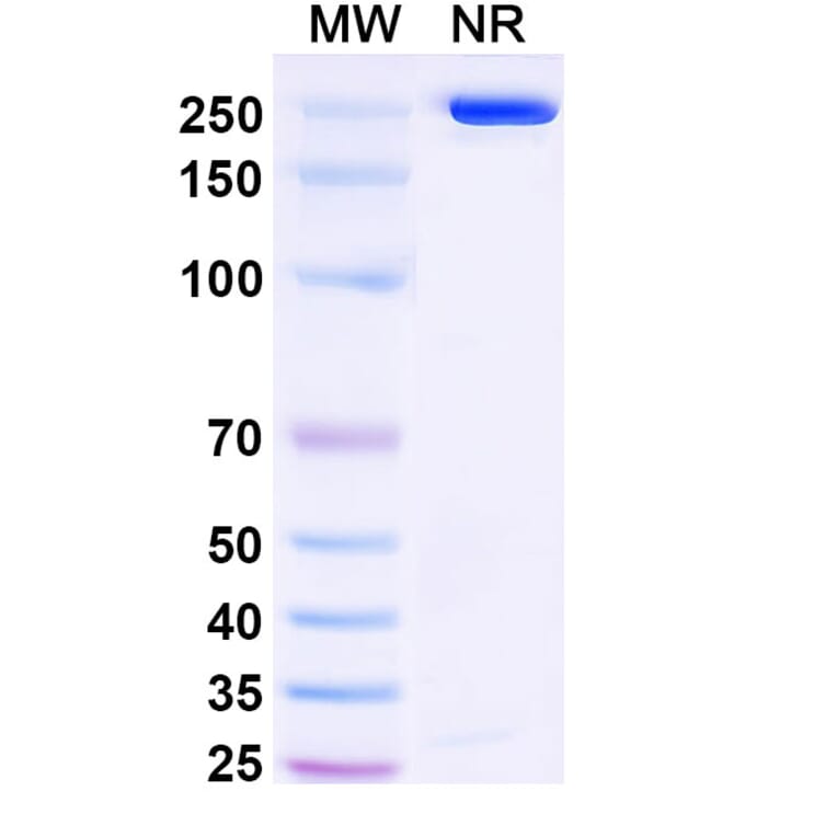 SDS-PAGE - Anetumab Biosimilar - Anti-Mesothelin Antibody - BSA and Azide free (A338805) - Antibodies.com