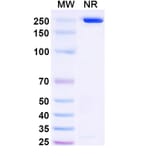 SDS-PAGE - Anetumab Biosimilar - Anti-Mesothelin Antibody - BSA and Azide free (A338805) - Antibodies.com