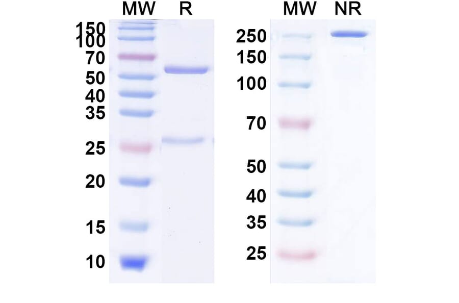 SDS-PAGE - Ensituximab Biosimilar - Anti-MUC5AC Antibody - BSA and Azide free (A338816) - Antibodies.com