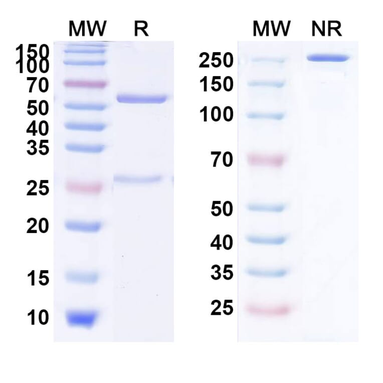 SDS-PAGE - Ensituximab Biosimilar - Anti-MUC5AC Antibody - BSA and Azide free (A338816) - Antibodies.com