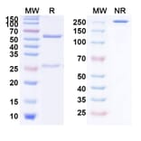 SDS-PAGE - Ensituximab Biosimilar - Anti-MUC5AC Antibody - BSA and Azide free (A338816) - Antibodies.com