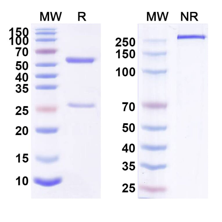 SDS-PAGE - Flanvotumab Biosimilar - Anti-TRP1 Antibody - BSA and Azide free (A338817) - Antibodies.com