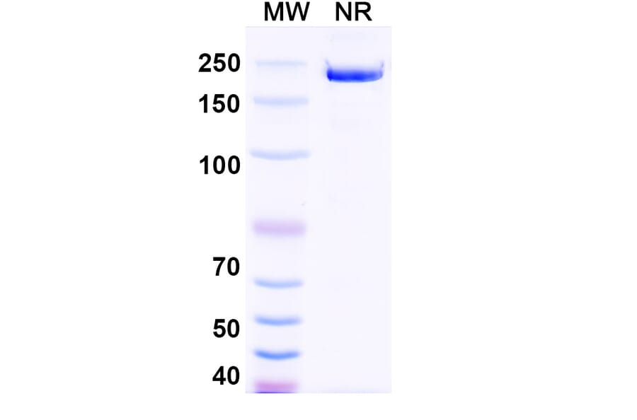 SDS-PAGE - Garetosmab Biosimilar - Anti-Inhibin beta A Antibody - BSA and Azide free (A338818) - Antibodies.com
