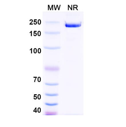 SDS-PAGE - Garetosmab Biosimilar - Anti-Inhibin beta A Antibody - BSA and Azide free (A338818) - Antibodies.com