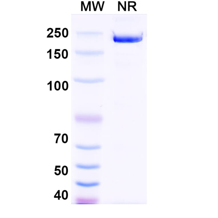 SDS-PAGE - Garetosmab Biosimilar - Anti-Inhibin beta A Antibody - BSA and Azide free (A338818) - Antibodies.com