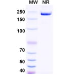 SDS-PAGE - Garetosmab Biosimilar - Anti-Inhibin beta A Antibody - BSA and Azide free (A338818) - Antibodies.com