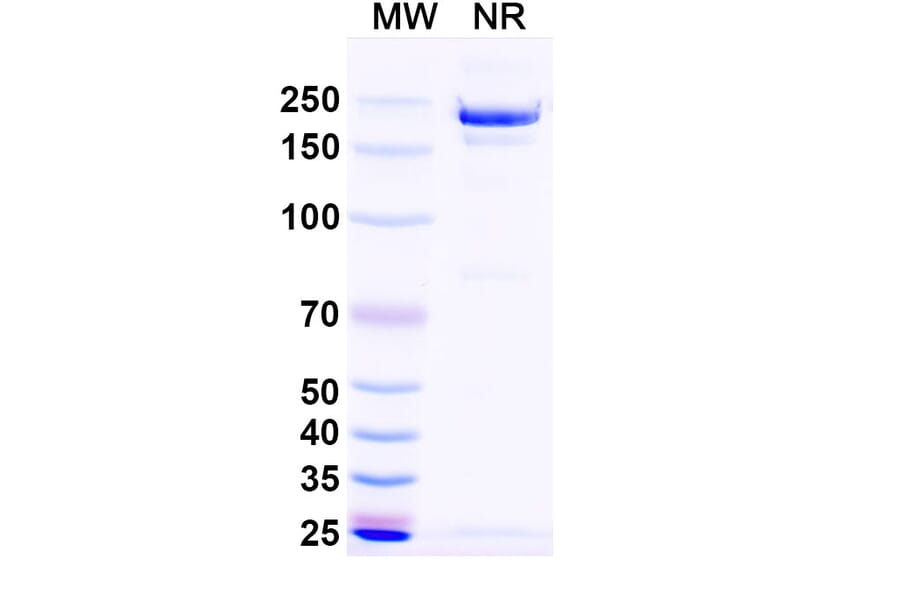 SDS-PAGE - Garetosmab Biosimilar - Anti-Inhibin beta A Antibody - BSA and Azide free (A338818) - Antibodies.com