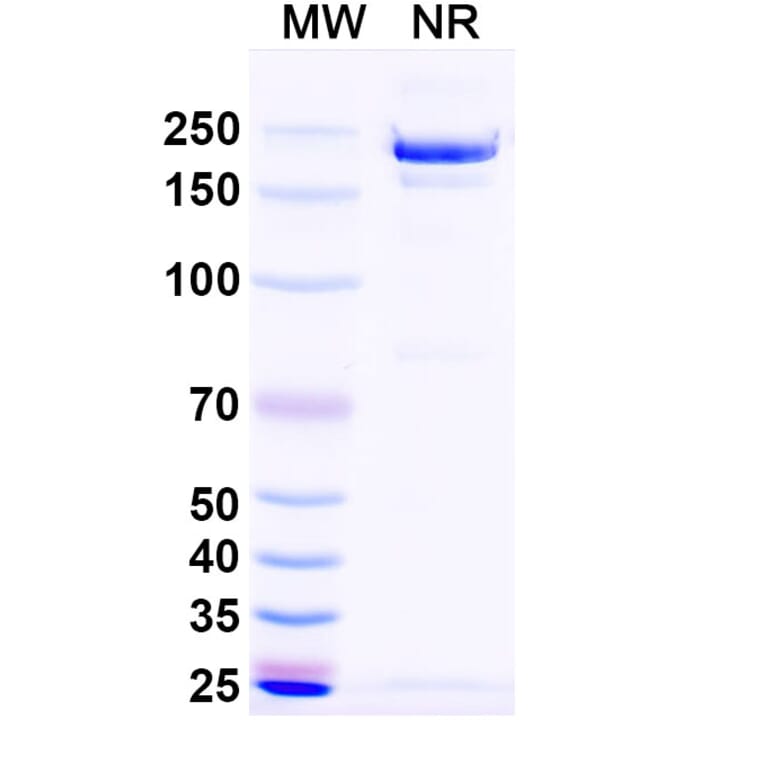 SDS-PAGE - Garetosmab Biosimilar - Anti-Inhibin beta A Antibody - BSA and Azide free (A338818) - Antibodies.com