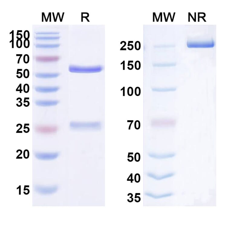 SDS-PAGE - Glembatumumab Biosimilar - Anti-GPNMB Antibody - BSA and Azide free (A338819) - Antibodies.com