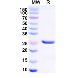 SDS-PAGE - Glenzocimab Biosimilar - Anti-GPVI Antibody - BSA and Azide free (A338820) - Antibodies.com