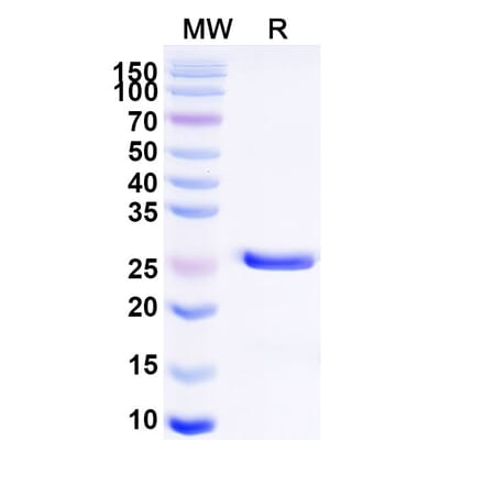 SDS-PAGE - Glenzocimab Biosimilar - Anti-GPVI Antibody - BSA and Azide free (A338820) - Antibodies.com