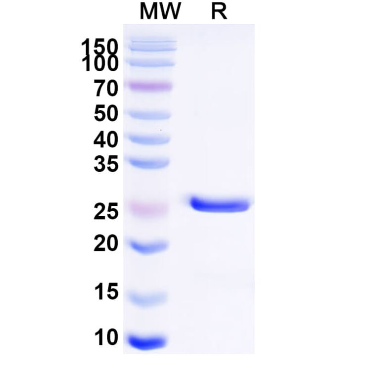 SDS-PAGE - Glenzocimab Biosimilar - Anti-GPVI Antibody - BSA and Azide free (A338820) - Antibodies.com