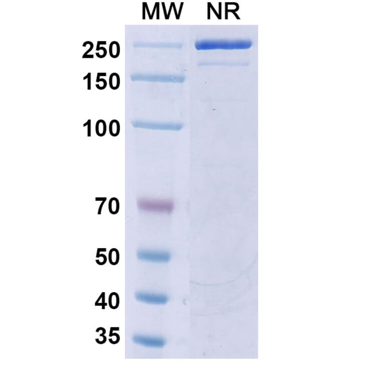 SDS-PAGE - Icrucumab Biosimilar - Anti-VEGF Receptor 1 Antibody - BSA and Azide free (A338821) - Antibodies.com