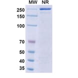 SDS-PAGE - Icrucumab Biosimilar - Anti-VEGF Receptor 1 Antibody - BSA and Azide free (A338821) - Antibodies.com