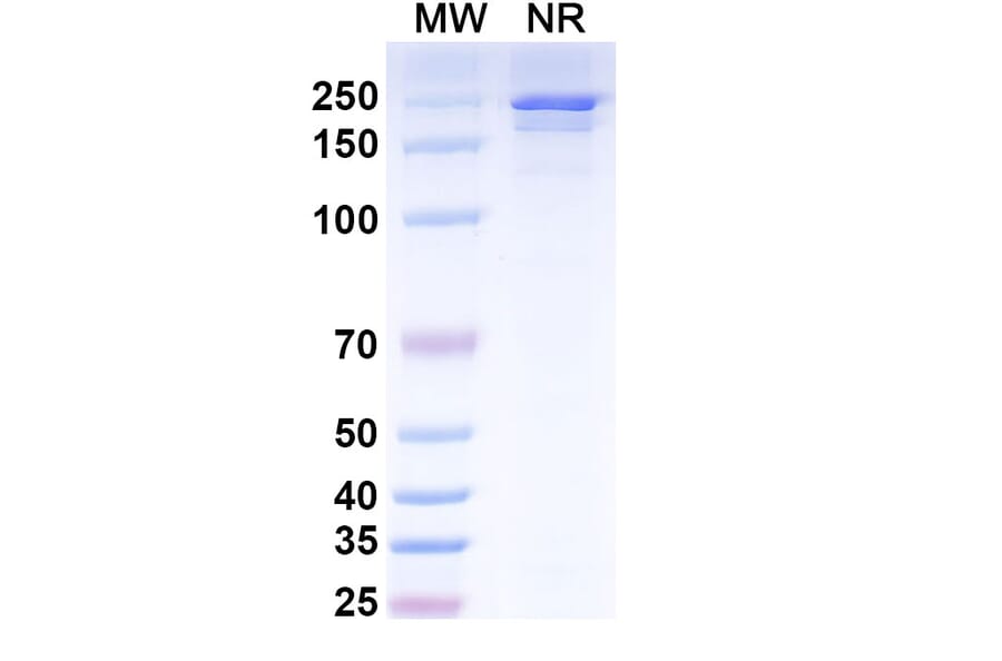 SDS-PAGE - Ifabotuzumab Biosimilar - Anti-EphA3 Antibody - BSA and Azide free (A338822) - Antibodies.com