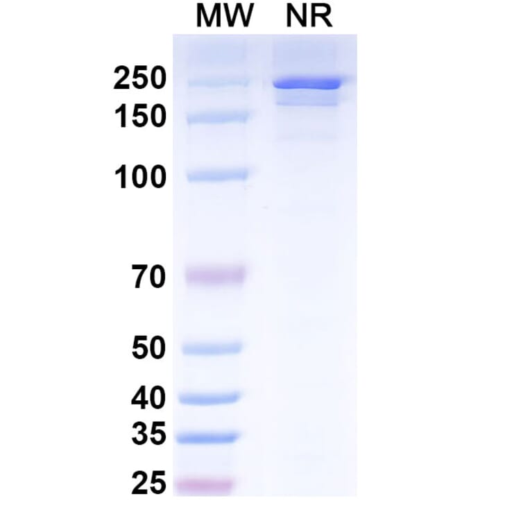 SDS-PAGE - Ifabotuzumab Biosimilar - Anti-EphA3 Antibody - BSA and Azide free (A338822) - Antibodies.com