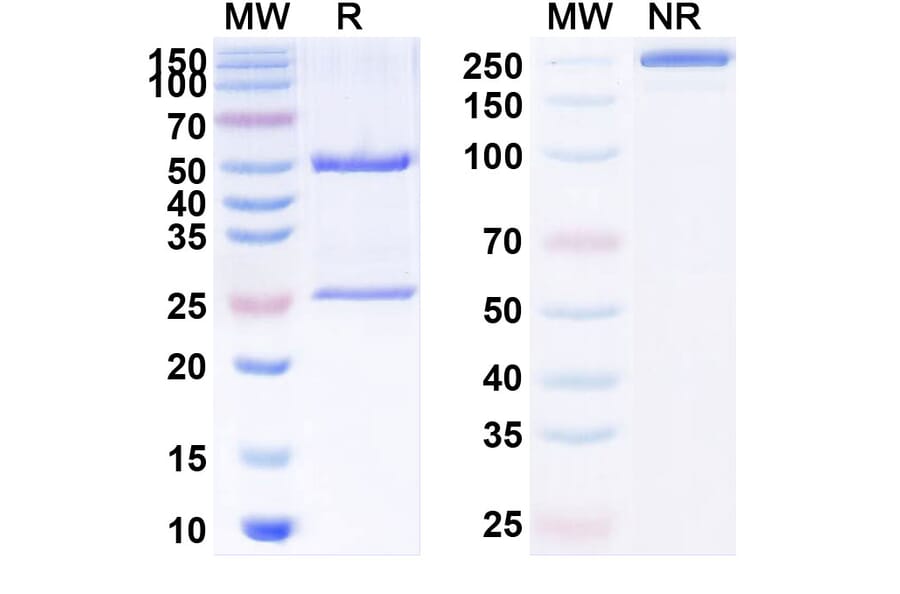 SDS-PAGE - Imalumab Biosimilar - Anti-MIF Antibody - BSA and Azide free (A338823) - Antibodies.com