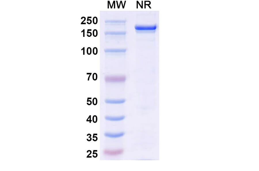 SDS-PAGE - Lifastuzumab Biosimilar - Anti-SLC34A2 Antibody - BSA and Azide free (A338824) - Antibodies.com
