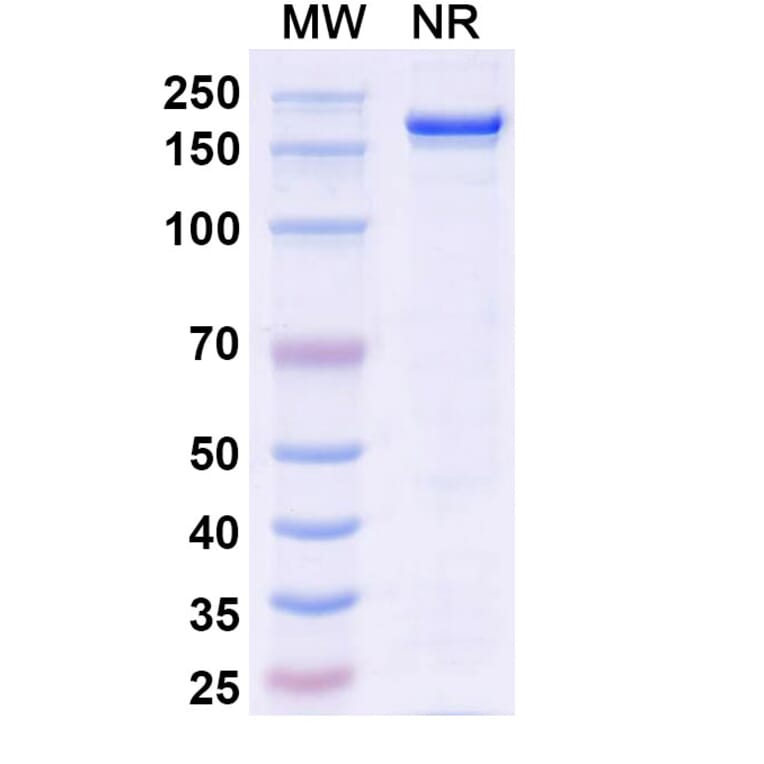 SDS-PAGE - Lifastuzumab Biosimilar - Anti-SLC34A2 Antibody - BSA and Azide free (A338824) - Antibodies.com