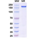 SDS-PAGE - Lifastuzumab Biosimilar - Anti-SLC34A2 Antibody - BSA and Azide free (A338824) - Antibodies.com