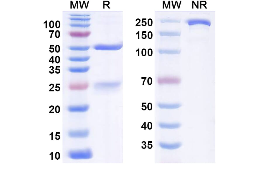 SDS-PAGE - Ladiratuzumab Biosimilar - Anti-SLC39A6 Antibody - BSA and Azide free (A338826) - Antibodies.com