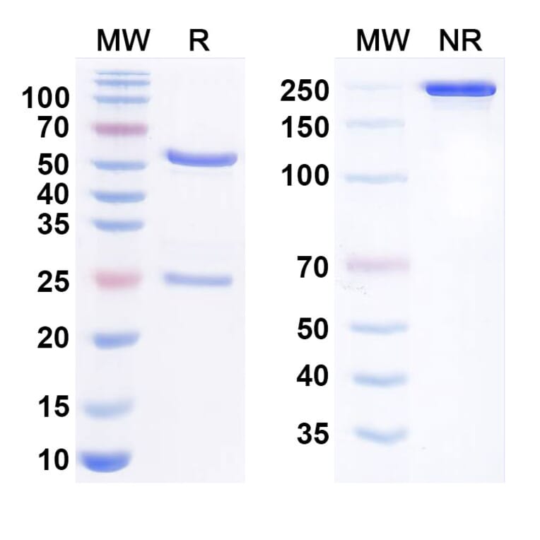 SDS-PAGE - Murlentamab Biosimilar - Anti-AMHR2 Antibody - BSA and Azide free (A338829) - Antibodies.com