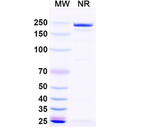 SDS-PAGE - Naptumomab Biosimilar - Anti-5T4 Antibody - BSA and Azide free (A338830) - Antibodies.com