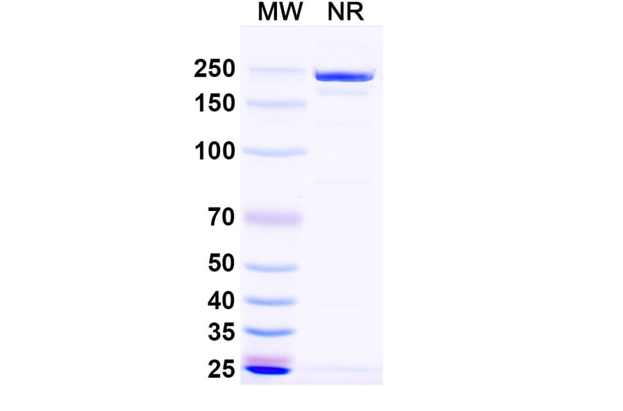 SDS-PAGE - Naptumomab Biosimilar - Anti-5T4 Antibody - BSA and Azide free (A338830) - Antibodies.com
