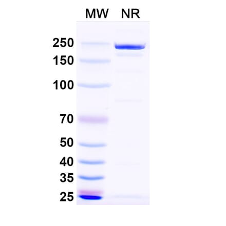 SDS-PAGE - Naptumomab Biosimilar - Anti-5T4 Antibody - BSA and Azide free (A338830) - Antibodies.com